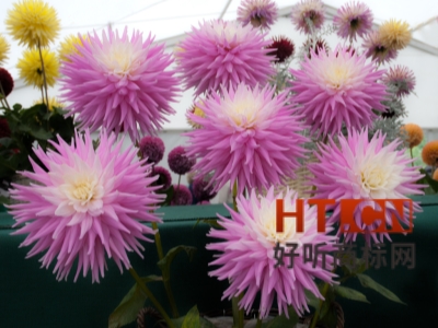 商标转让.jpg 商标转让