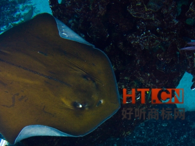 商标转让.jpg 商标转让