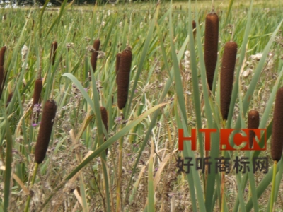 商标转让.jpg 商标转让