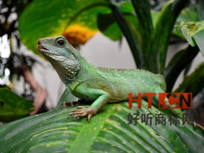 商标转让.jpg 商标转让