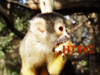 商标转让.jpg 商标转让