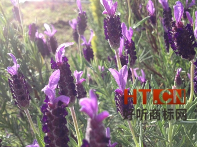 商标转让.jpg 商标转让