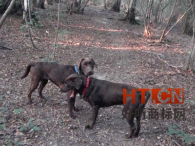 商标转让.jpg 商标转让