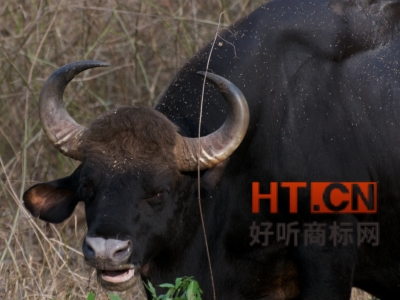 商标转让.jpg 商标转让