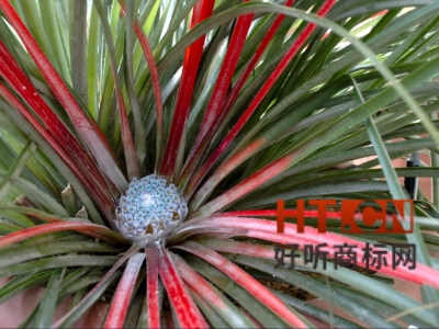 商标转让.jpg 商标转让