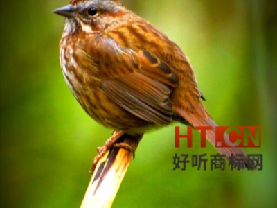 商标转让.jpg 商标转让