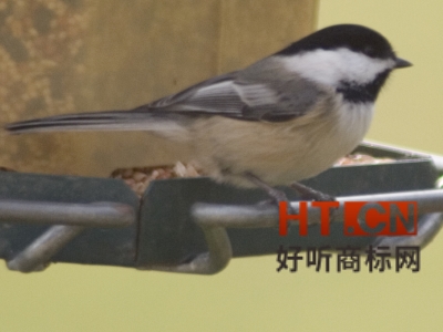 商标转让.jpg 商标转让