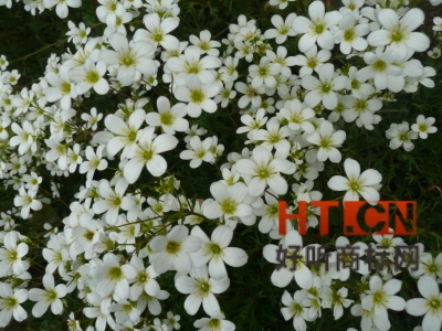 商标转让.jpg 商标转让