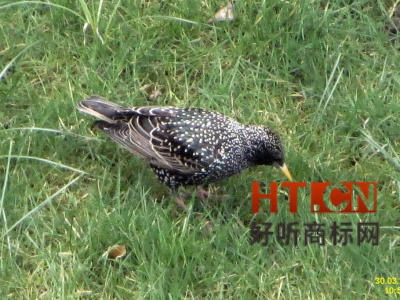 商标转让.jpg 商标转让