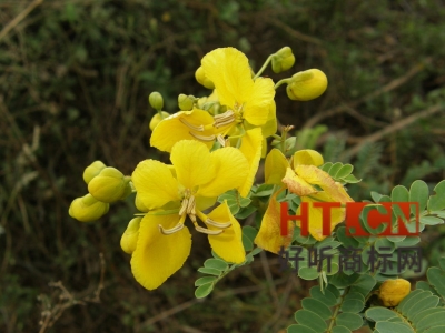 商标转让.jpg 商标转让