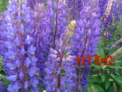 商标转让.jpg 商标转让