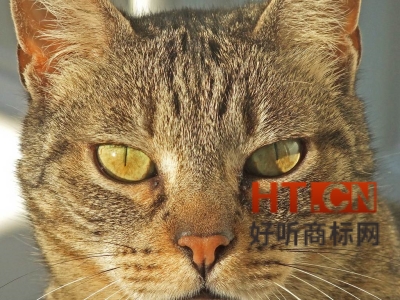 商标转让.jpg 商标转让