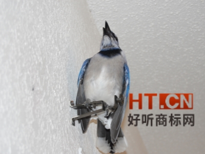 商标转让.jpg 商标转让