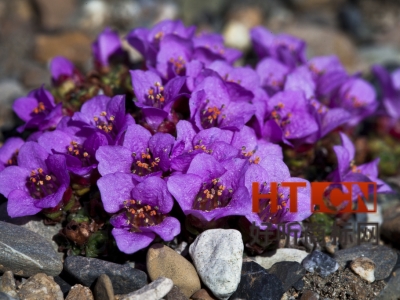 商标转让.jpg 商标转让