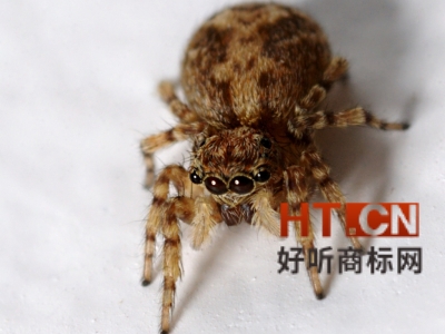 商标转让.jpg 商标转让