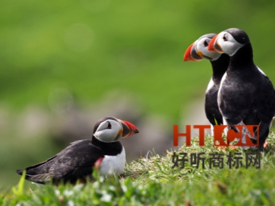 商标转让.jpg 商标转让