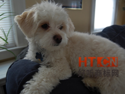 商标转让.jpg 商标转让