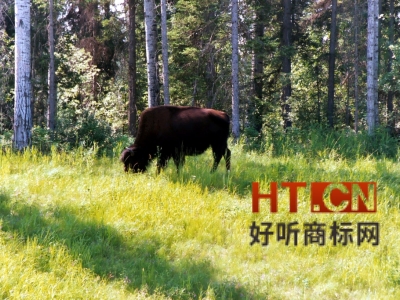 商标转让.jpg 商标转让