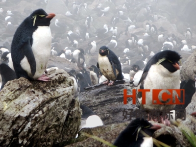 商标转让.jpg 商标转让