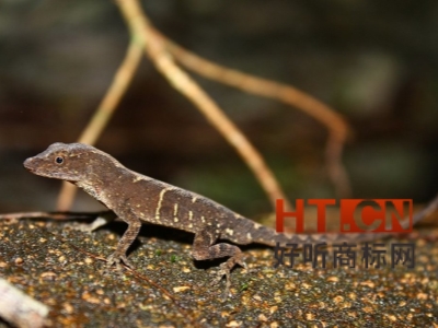 商标转让.jpg 商标转让