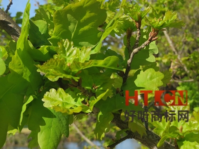 商标转让.jpg 商标转让