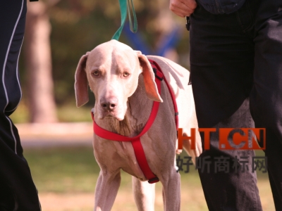 商标转让.jpg 商标转让