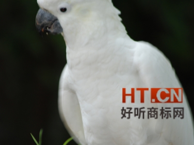 商标转让.jpg 商标转让