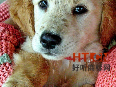 商标转让.jpg 商标转让