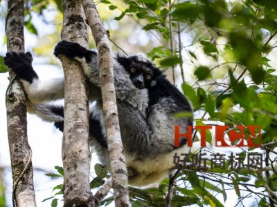 商标转让.jpg 商标转让