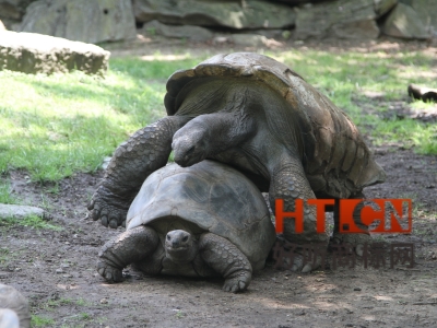 商标转让.jpg 商标转让