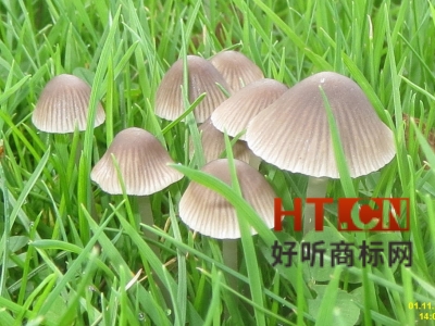 商标转让.jpg 商标转让