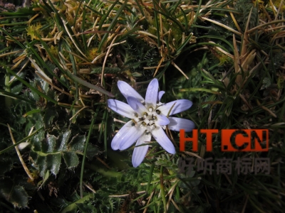 商标转让.jpg 商标转让