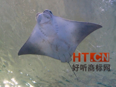 商标转让.jpg 商标转让