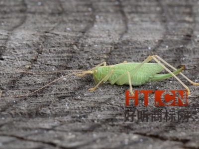 商标转让.jpg 商标转让