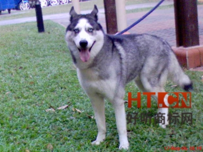 商标转让.jpg 商标转让