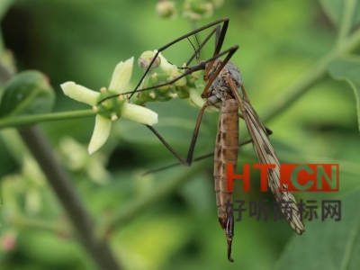 商标转让.jpg 商标转让