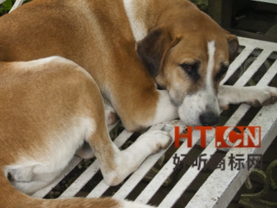 商标转让.jpg 商标转让