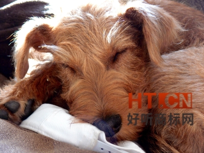 商标转让.jpg 商标转让