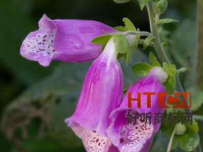 商标转让.jpg 商标转让