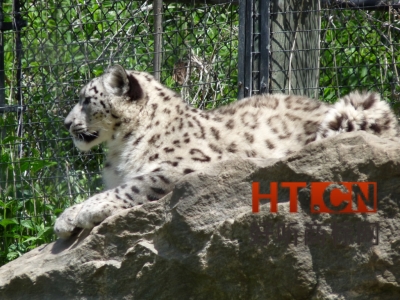 商标转让.jpg 商标转让