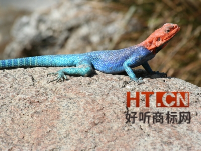 商标转让.jpg 商标转让