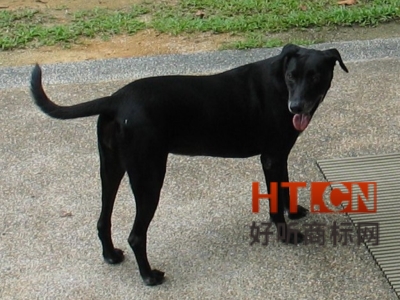 商标转让.jpg 商标转让