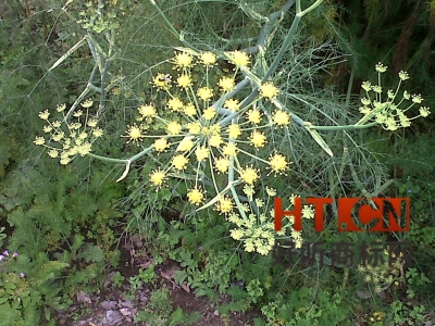 商标转让.jpg 商标转让