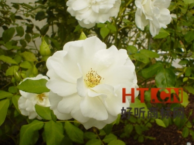 商标转让.jpg 商标转让