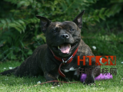 商标转让.jpg 商标转让