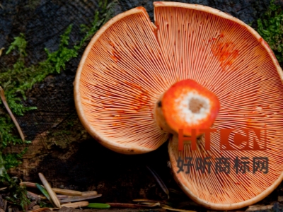 商标转让.jpg 商标转让