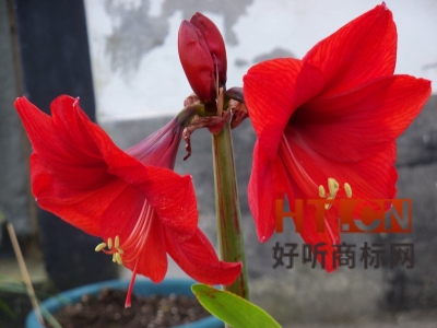 商标转让.jpg 商标转让