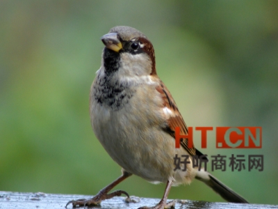 商标转让.jpg 商标转让