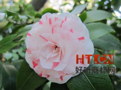 商标转让.jpg 商标转让