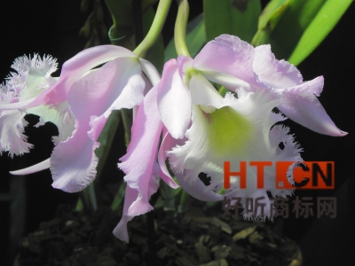 商标转让.jpg 商标转让